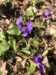 Viola odorata