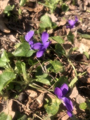 Viola odorata