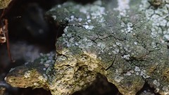 Caloplaca obscurella