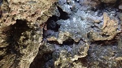 Caloplaca obscurella