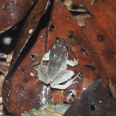 Limnonectes hascheanus