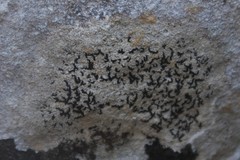 Arthonia calcarea