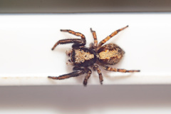 Pseudeuophrys lanigera