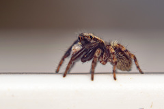 Pseudeuophrys lanigera