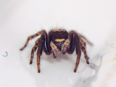 Pseudeuophrys lanigera