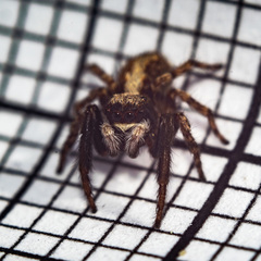Pseudeuophrys lanigera