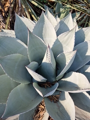Agave ovatifolia