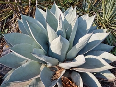 Agave ovatifolia