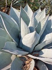 Agave ovatifolia