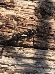 Plethodon cylindraceus