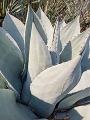 Agave ovatifolia