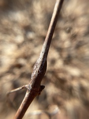 Neolasioptera clematidis