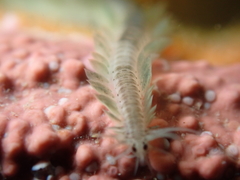Pterocirrus