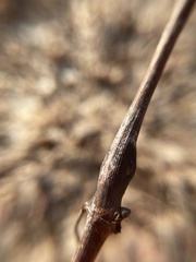 Neolasioptera clematidis