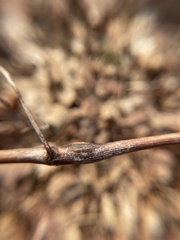 Neolasioptera clematidis