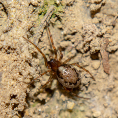 Enoplognatha mandibularis