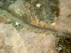 Pterocirrus