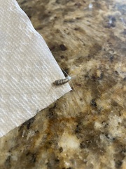 Ctenolepisma longicaudatum