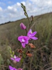 Calopogon tuberosus simpsonii