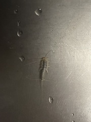 Ctenolepisma longicaudatum