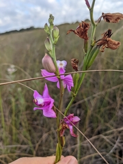 Calopogon tuberosus simpsonii
