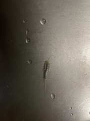 Ctenolepisma longicaudatum