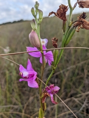 Calopogon tuberosus simpsonii