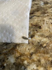 Ctenolepisma longicaudatum