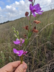 Calopogon tuberosus simpsonii