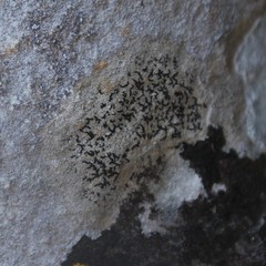 Arthonia calcarea