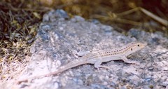 Acanthodactylus erythrurus