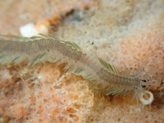 Pterocirrus