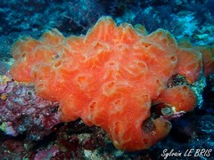 Aplidium elegans