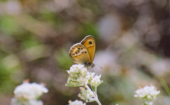 Coenonympha dorus