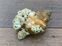 Neptunea decemcostata