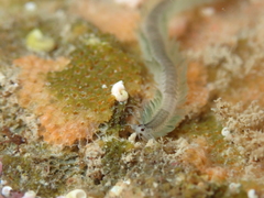 Pterocirrus