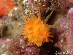 Balanophyllia regia