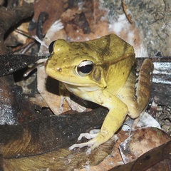Humerana miopus