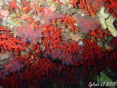 Corallium rubrum