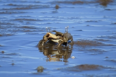 Macrophthalmus