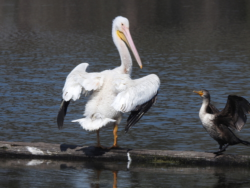 American White Pelican photographed in South Carolina
