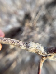 Neolasioptera cornicola