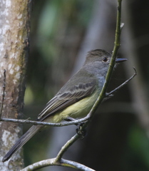 Myiarchus panamensis