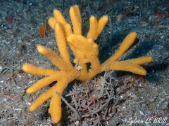 Endectyon pilosum