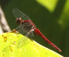 Erythrodiplax castanea