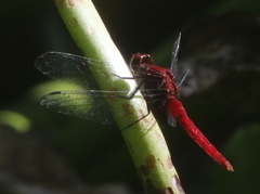 Erythrodiplax castanea