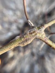 Neolasioptera cornicola