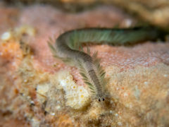 Pterocirrus