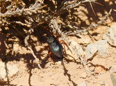 Epipedonota