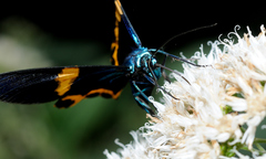 Milionia zonea pryeri